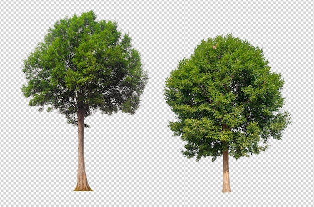 PSD tree on transparent background